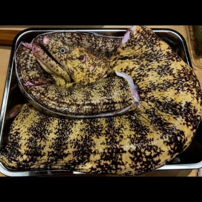 . 天草産 ウツボの山椒焼き 白身魚のようにあっさりとしていて…