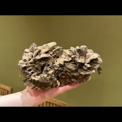 . 長野産　天然舞茸 味も香りも歯応えも良く 松茸が負けてしま…