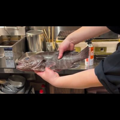 . 福井産　ハタ ハタの刺身はコリ…