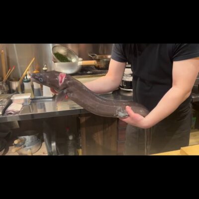 . 特大クロアナゴ めちゃくちゃ大きいです!笑 お造りか蕪蒸しに…